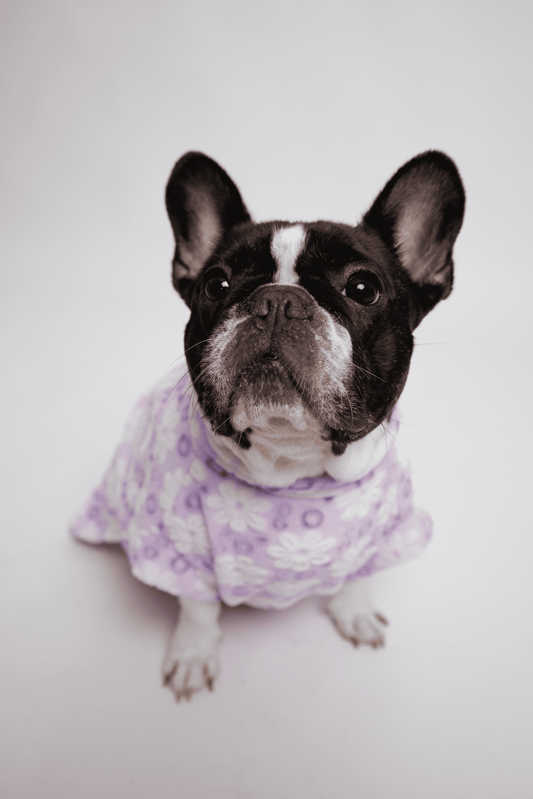Ropa para Perro Flores Lilas